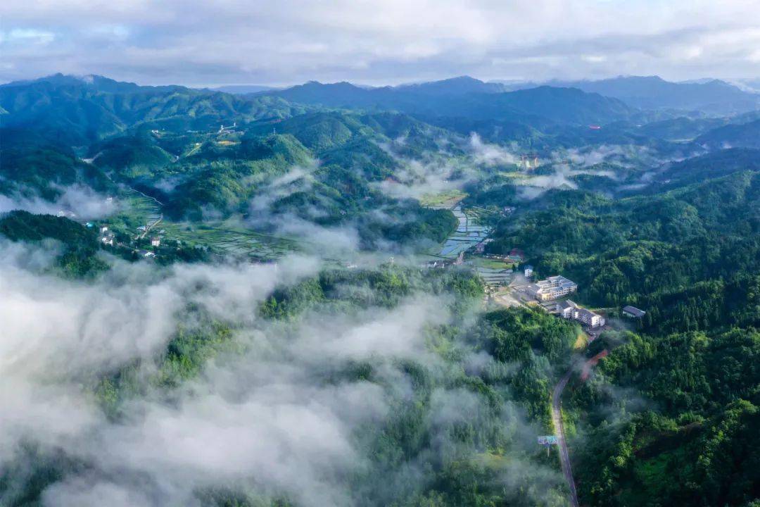 莼菜基地 黎万才 摄